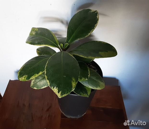 Фикус Мелани вариегатный