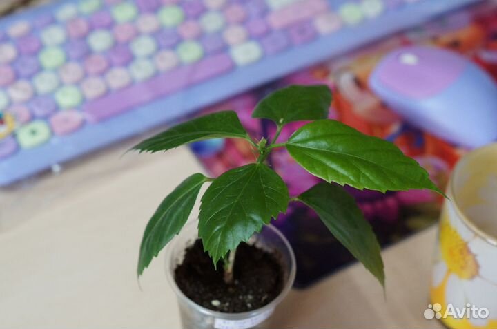 Гибискусы Рассвет с Текилой Tequla Sunrise черенки