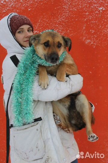Брошенная преданная Викки ищет новый дом