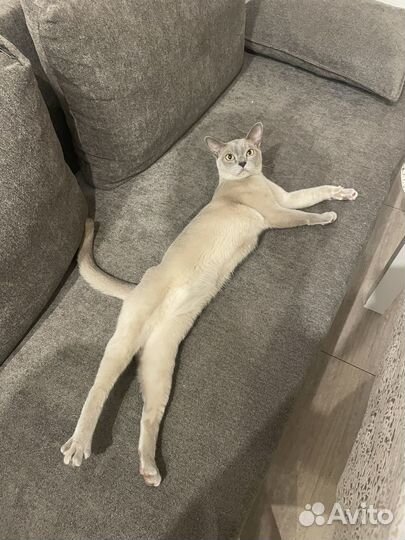 Бурманская