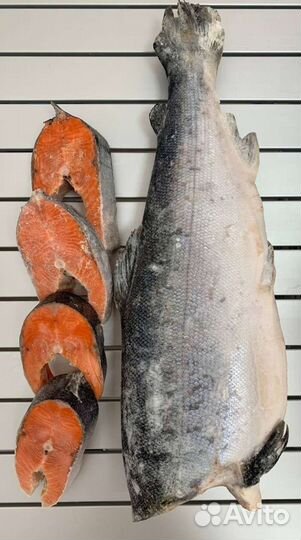 Рыба Лосось, Семга, Чавыча