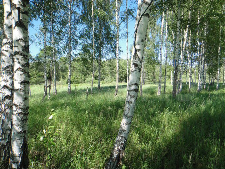 Участок 6 сот. (СНТ, ДНП)