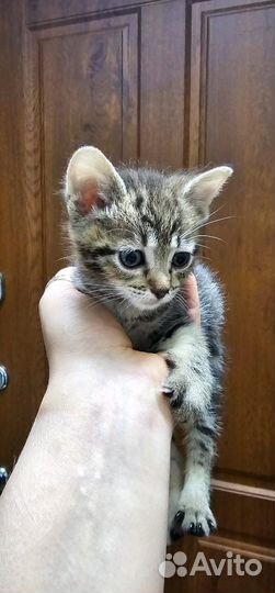 Котенок ищет дом