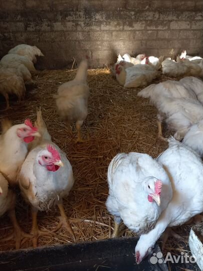Куры бройлеры