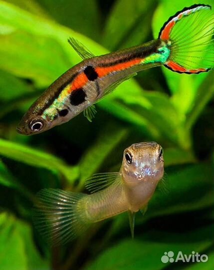 Гуппи эндлера