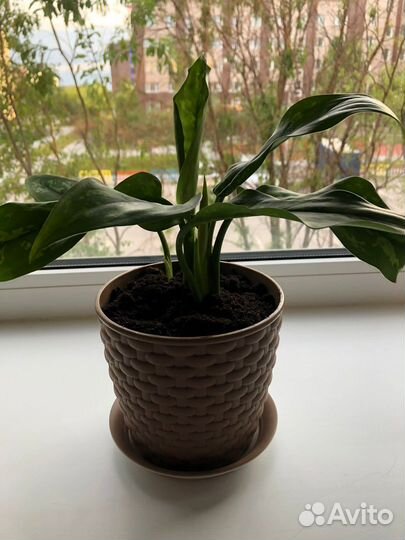 Аглаонема в пластиковом горшке