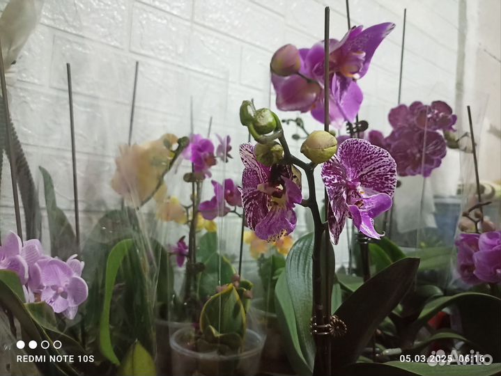 Орхидея шоколад