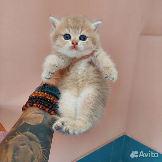 Голубая золотая шиншилла котик