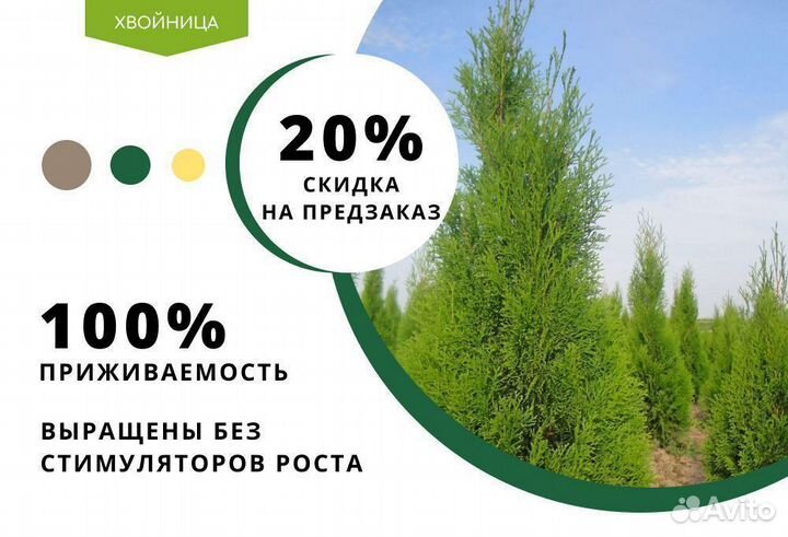 Туи из питомника