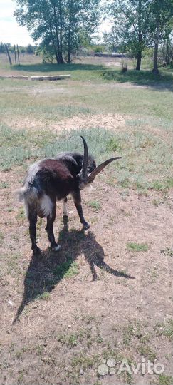 Козел ламанча