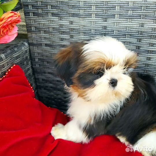 Ши- тцу щенок- мини девочка (питомник)