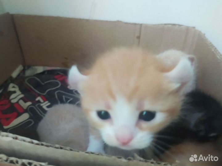 Котята в добрые руки