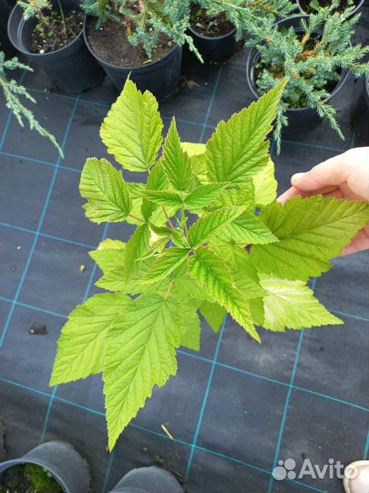 Малиновое дерево Сказка Таруса