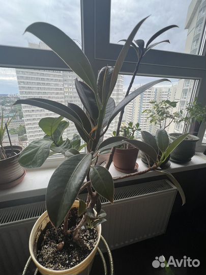 Фикус эластика