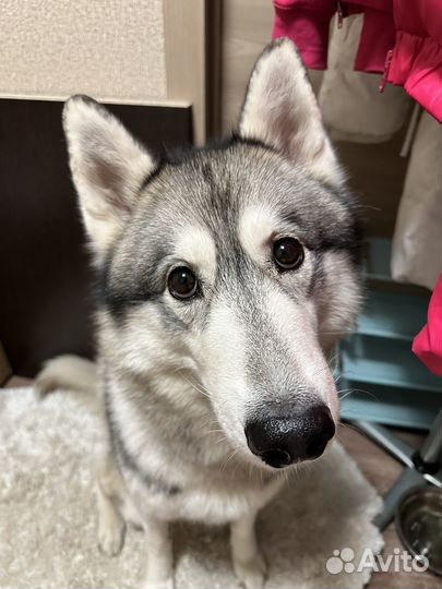 Зооняня/ Догситтер/Передержка для собак