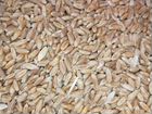 Пшеница рожь ячмень сено отходы