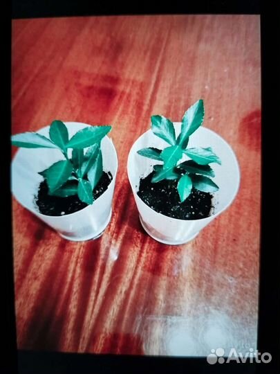 Бересклет японский зеленый