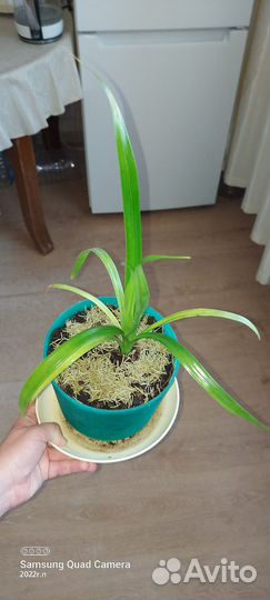 Пальма панданус