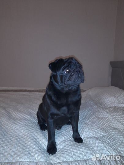 Ищем девочку для Мопса