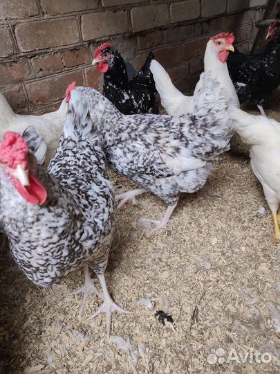 Куры пушкинская порода