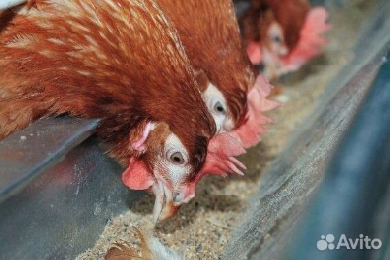 Куры несушки Ломан браун