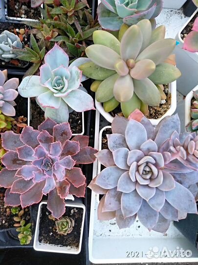 Разные суккуленты