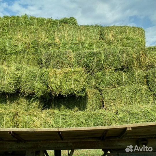 Сено суданка в тюках