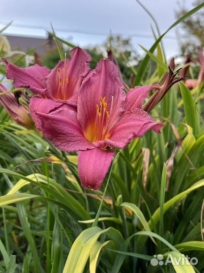 Лилейники сортовые