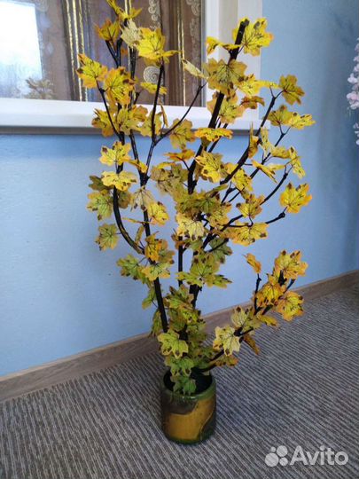 Деревцо. Клёна