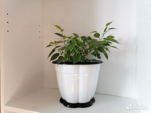 Кашпо горшок для цветов пластик