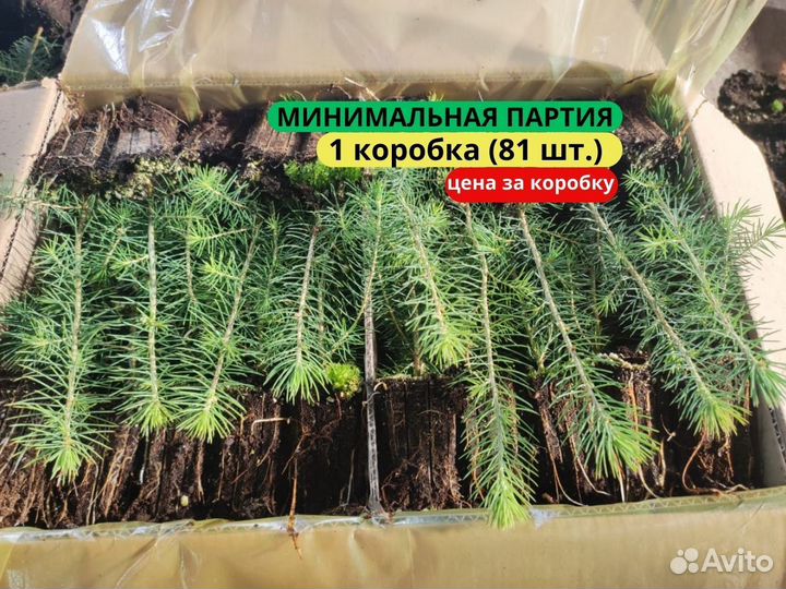 Сеянцы сосны зкс от производителя