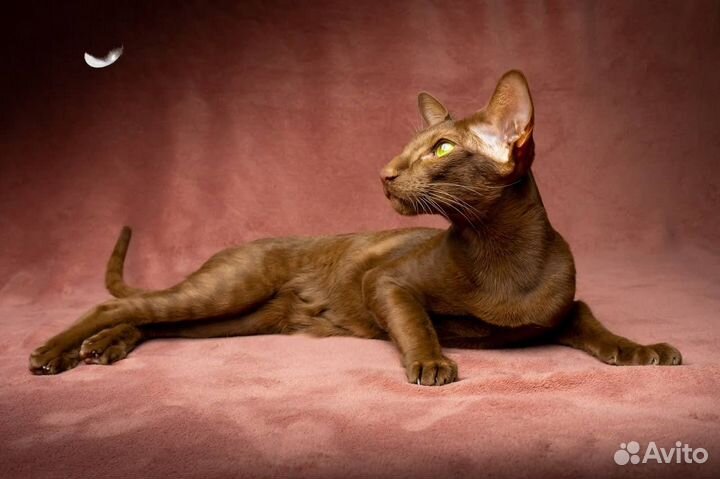 Фотограф анималист. Видеосъёмка животных