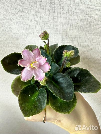 Фиалки Сортовые