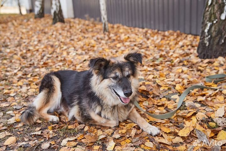 В добрые руки милая собака Жучка