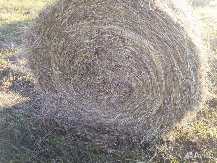 Продам сено в рулонах