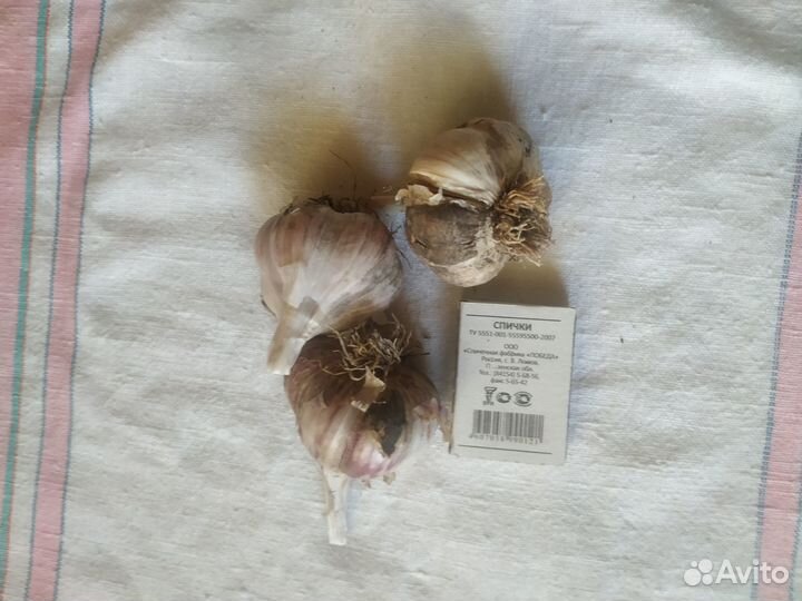 Чеснок на посадку