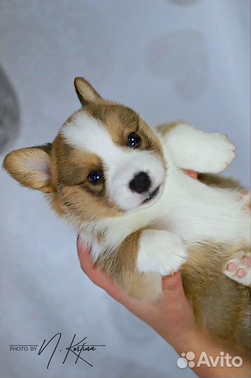 Вельш корги