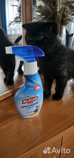 Спрей для приучения к месту