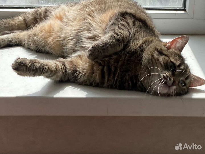 Ласковая кошка в добрые руки