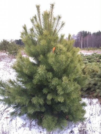 Сосна оптом