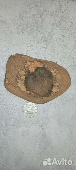 Музыка ветра