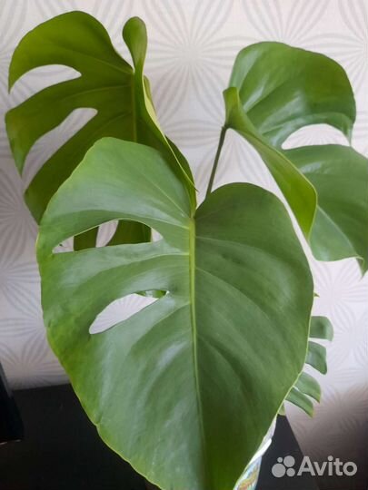 Монстера молодое растение
