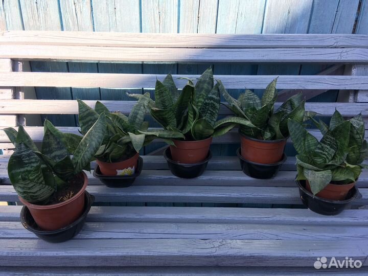 Сансевиерия