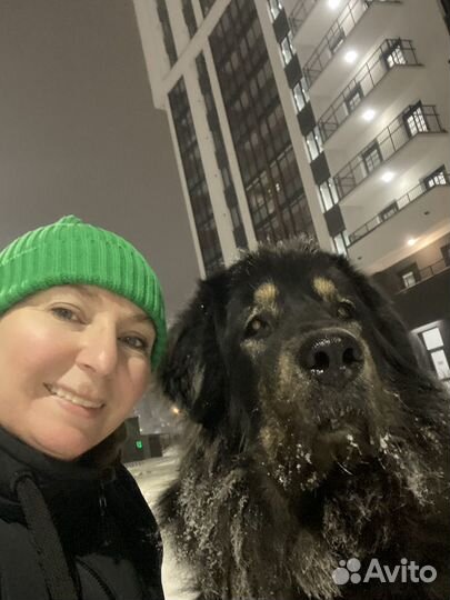 Выгул собак