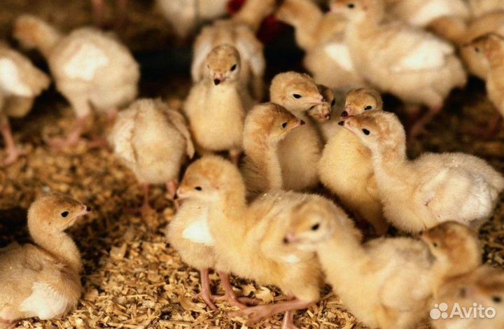 Индюшата подрощенные