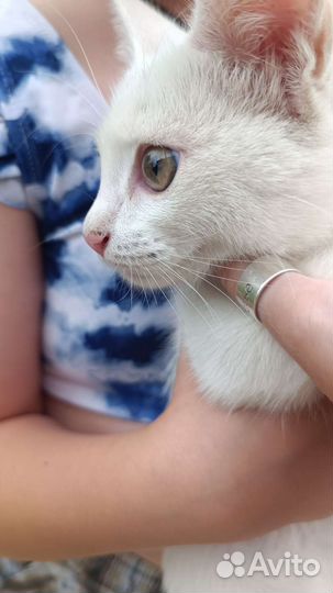 Котенок мальчик бесплатно