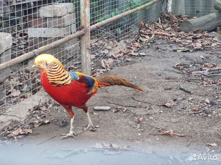 Золотой фазан