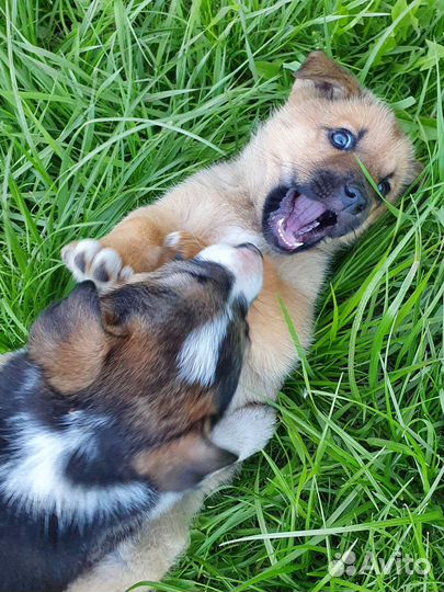 Щенки ищут дом