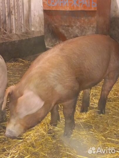 Чистокровный хрячок породы дюрок