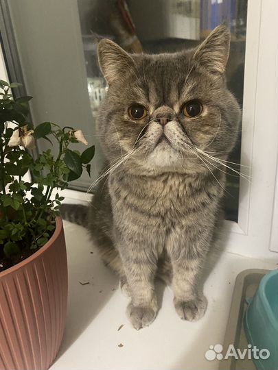 Вязка экзот